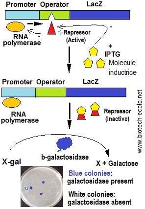 gènes rapporteurs: LacZ gene, galactosidase