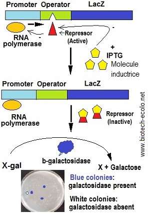 LacZ gene, galactosidase