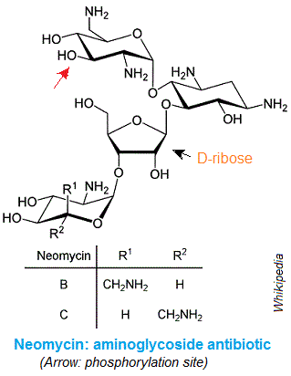 neomycin, antibiotic