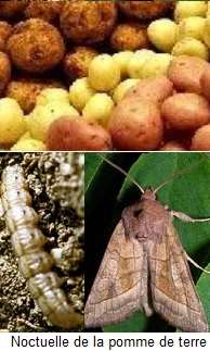 Pomme de terre. Noctuelle