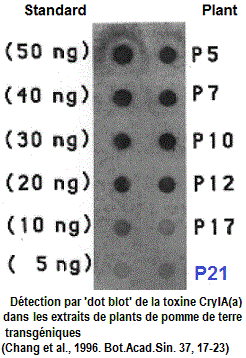 Transgène. Protéine dot blot