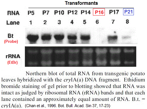 Potato. Northern blot of RNA