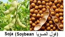 SOJA, SOYBEAN