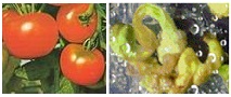 tomate culture