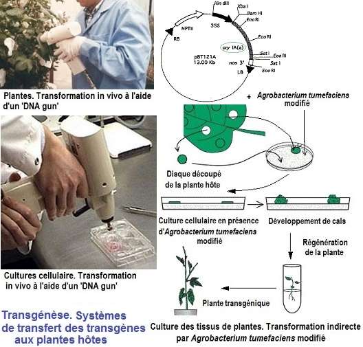 transgénèse, OGM