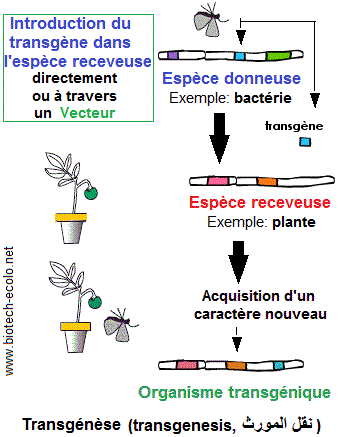 transgénèse