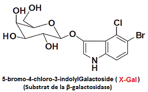 X-gal, galactosidase