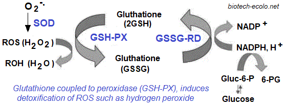 glutathione peroxidase