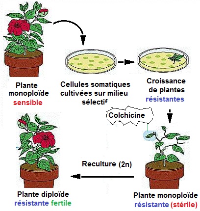 haplodiploïdisation. Haploïdie