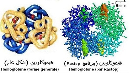 Hémoglobine. Structure quaternaire