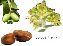 jojoba. huile et micropropagation