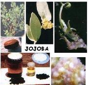 jojoba. huile et micropropagation