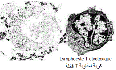 Lymphocyte