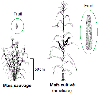 Variétés. Amélioration génétique (Maïs)