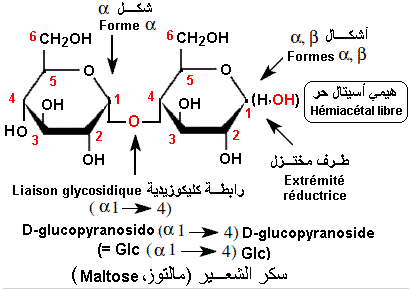 Maltose (Glossaire Biologie)
