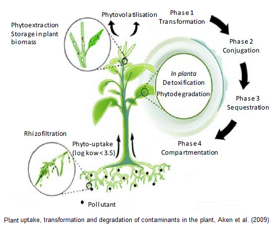 phytoremédiation, (phytoremediation)