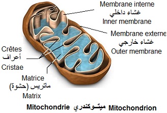 Mitochondrie