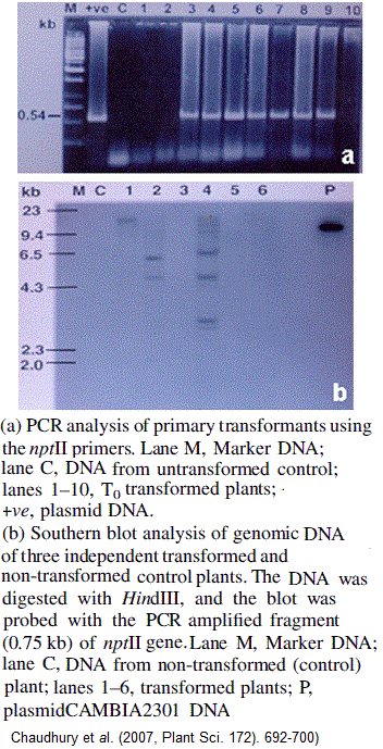 Transgène. PCR, Southern blotting