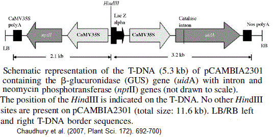 Agrobacterium, Vecteur binaire, transgénèse