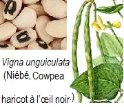 Niébé, Vigna unguiculata