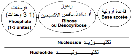 Nucléotside, nucléotides (glossaire biologie)