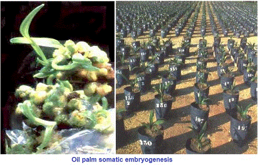 oil palm embryos