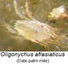 Oligonychus afrasiaticus