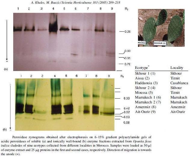 peroxidase isoformes