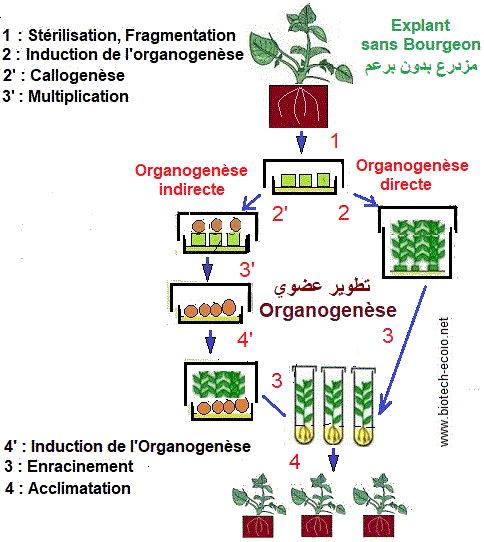 organogenèse