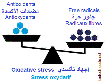 stress oxydatif, antioxydants