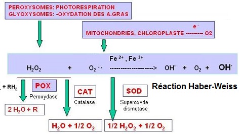 oxydants-antioxydants. Elimination des radicaux libres