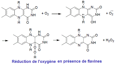 flavines