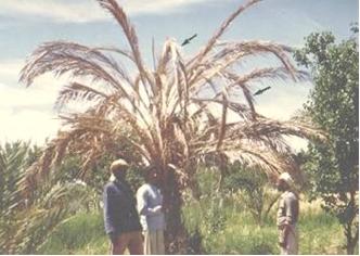 palmier dattier (Phoenix dactylifera L.)  Bayoud