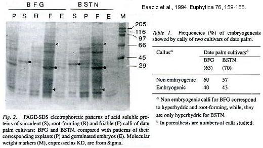 Cals embryogènes. Protéines