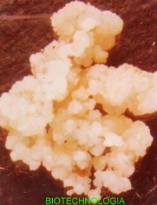 Phoenix dactylifera. Cal