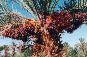 Morocco. Date palm cultivars
