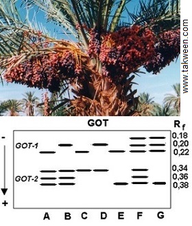 palmier dattier