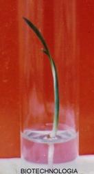 palmier, vitroplant