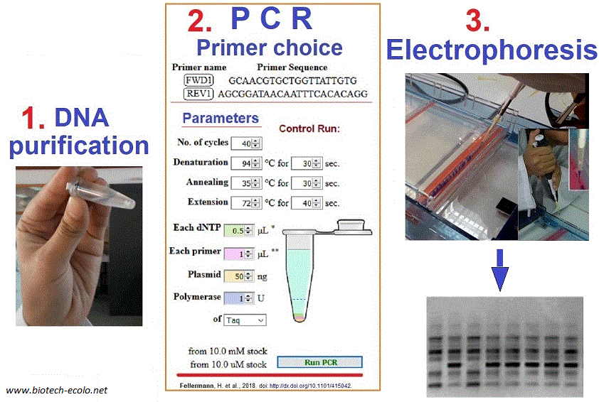marqueurs moléculaires basés sur PCR: RAPD, SSR, AFLP
