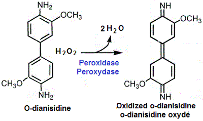 Peroxydase oxydant l'o-dianisidine