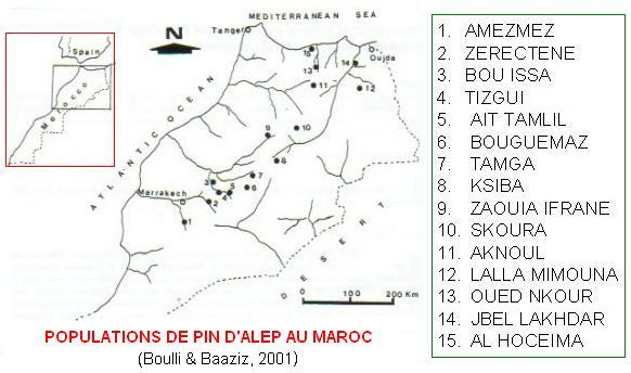 pin d'Alep pop