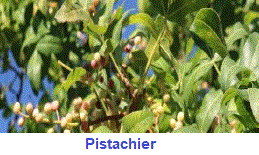 pistachier