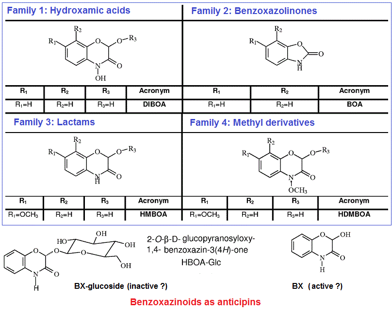 Benzoxazinoids(anticipins)