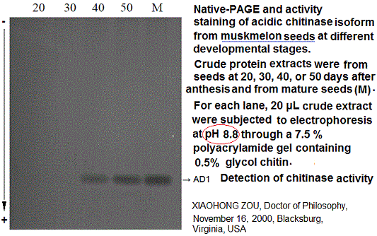 Native gel PAGE