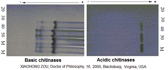 Basic and acidic chitinases
