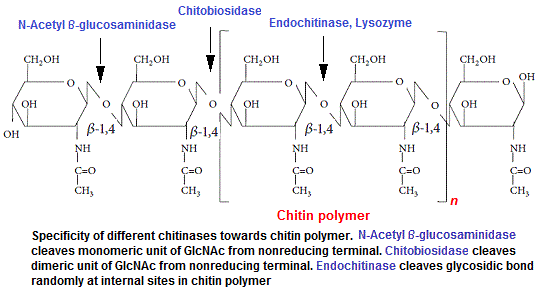 Chitin, bonds cleaved