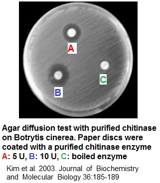 Chitinase test