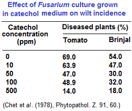Fusarium culture