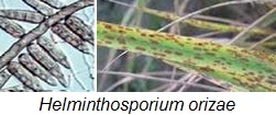 Helminthosporium