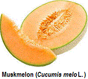 Muskmelon